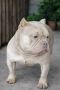 American Bully Ženka je stara 15 meseci,