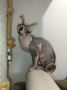 Mačak SPHYNX dostupan za parenje