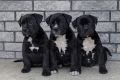 American bully XL / XXL