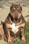 American bully XL / XXL