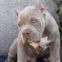 American bully XL / XXL