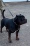 American bully XL / XXL