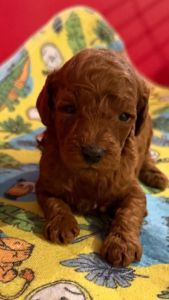 Toy Pudle na prodaju