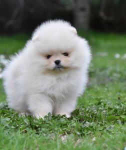 Pomeranac BOO medvedići, Pomeranski Špic
