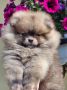 Pomeranac BOO medvedići, Pomeranski Špic