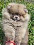 Pomeranac BOO medvedići, Pomeranski Špic