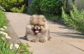 Pomeranac BOO medvedići, Pomeranski Špic