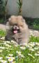 Pomeranac BOO medvedići, Pomeranski Špic