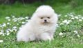 Pomeranac BOO medvedići, Pomeranski Špic