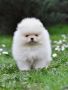 Pomeranac BOO medvedići, Pomeranski Špic