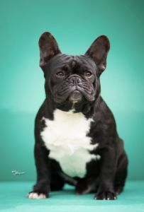 Francuski buldozi stari godinu dana