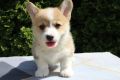 Velški korgi - Pembrok
