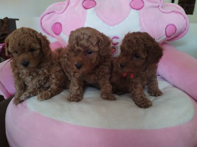 Toy Pudle prelepi stenci