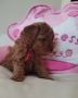 Toy Pudle prelepi stenci