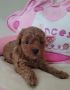 Toy Pudle prelepi stenci