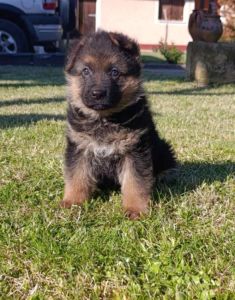 Nemački ovčar štenci