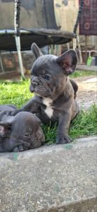 Francuski Buldog sky blue štenci