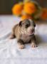American pitbull terier