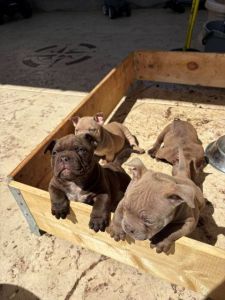 American bully exzotik-mikro štenci