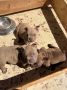 American bully exzotik-mikro štenci