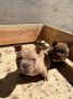 American bully exzotik-mikro štenci