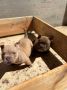 American bully exzotik-mikro štenci