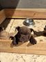 American bully exzotik-mikro štenci