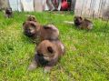 Chow Chow štenci