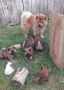 Chow Chow štenci