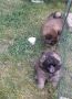 Chow Chow štenci