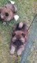 Chow Chow štenci
