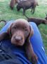 Čokoladni labrador