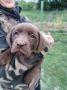 Čokoladni labrador
