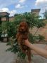 Zensko stene crvene patuljaste pudle