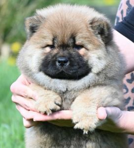 Chow Chow Čau Čau štenci