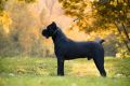 Cane Corso mužjak na prodaju