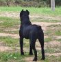 Cane Corso mužjak na prodaju