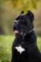 Cane Corso mužjak na prodaju