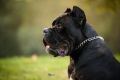 Cane Corso mužjak na prodaju