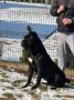 Cane Corso mužjak na prodaju