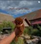 Najmanje pudle, od najlepsih roditelja