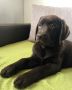 LABRADOR retriver, čokoladni štenci