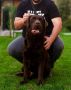 LABRADOR retriver, čokoladni štenci