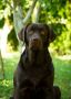 LABRADOR retriver, čokoladni štenci