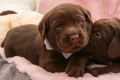 LABRADOR retriver, čokoladni štenci