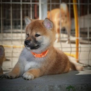 Shiba Inu prelepi štenci