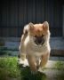 Shiba Inu prelepi štenci