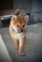 Shiba Inu prelepi štenci