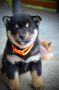 Shiba Inu prelepi štenci