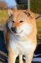 Shiba Inu prelepi štenci